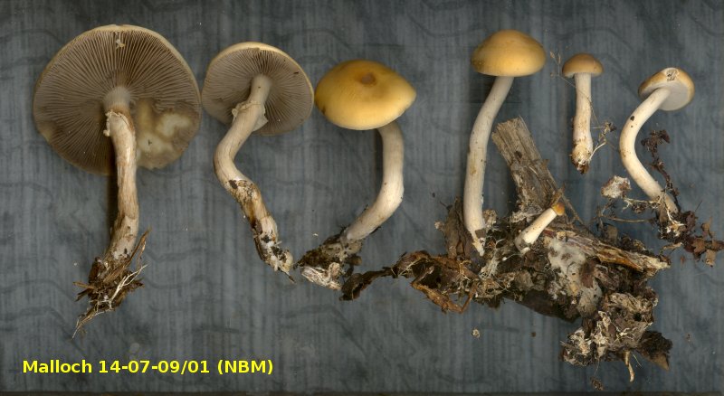 Scan of Agrocybe acericola